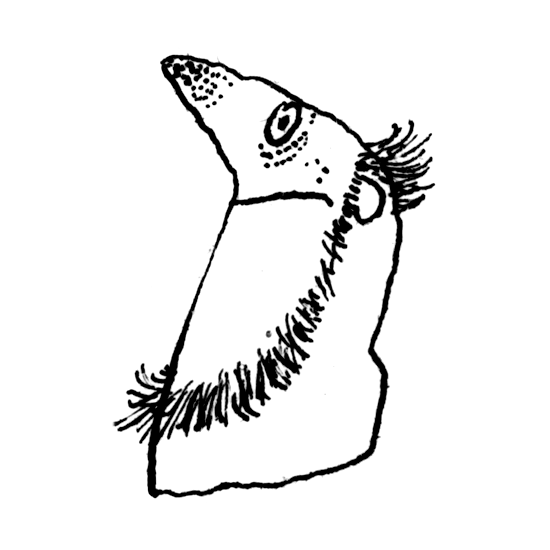 Autor - Beatrice Alemagna